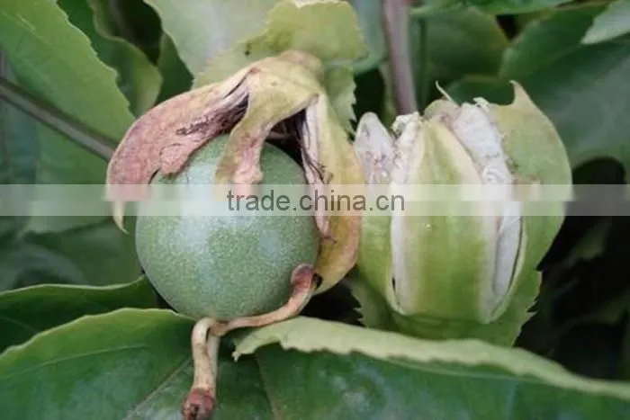 Passion fruit tree seedling