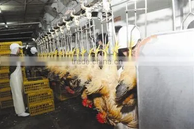 halal meat processing machine for chicken