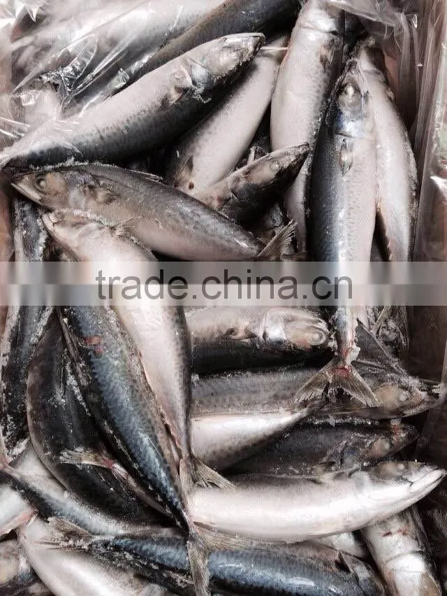 Frozen Mackerel Prices