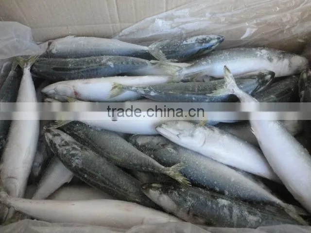 frozen seafood pacific mackerel