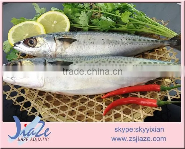 frozen Mackerel WHOLE ROUND