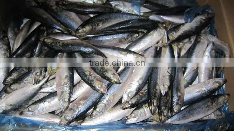 new frozen mackerel fish 80-100pcs/10kg