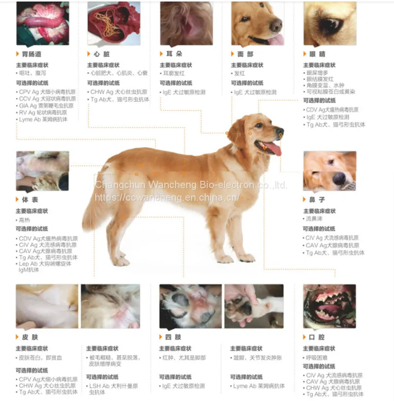 狗发病位置