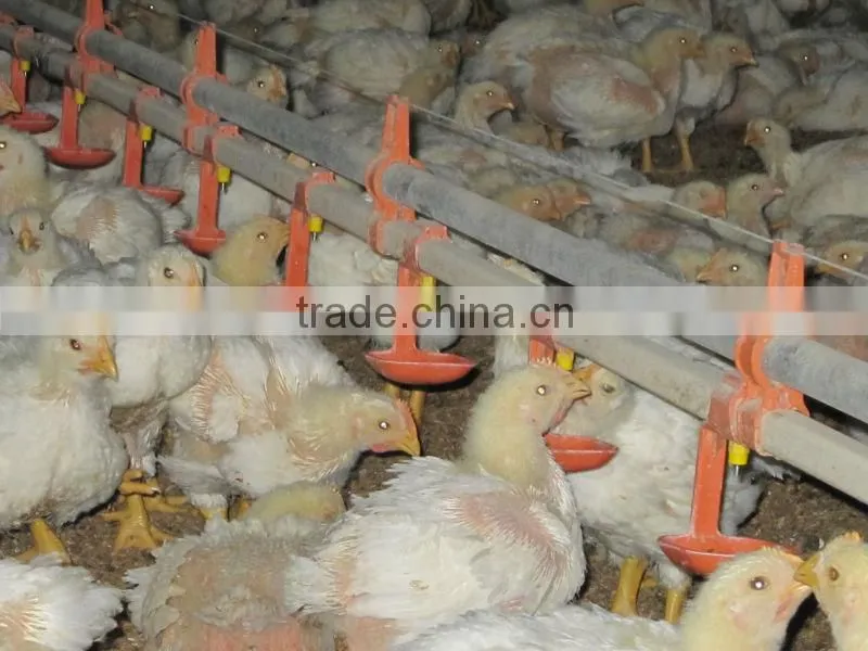 2013 new hot China poultry feeders and drinkers