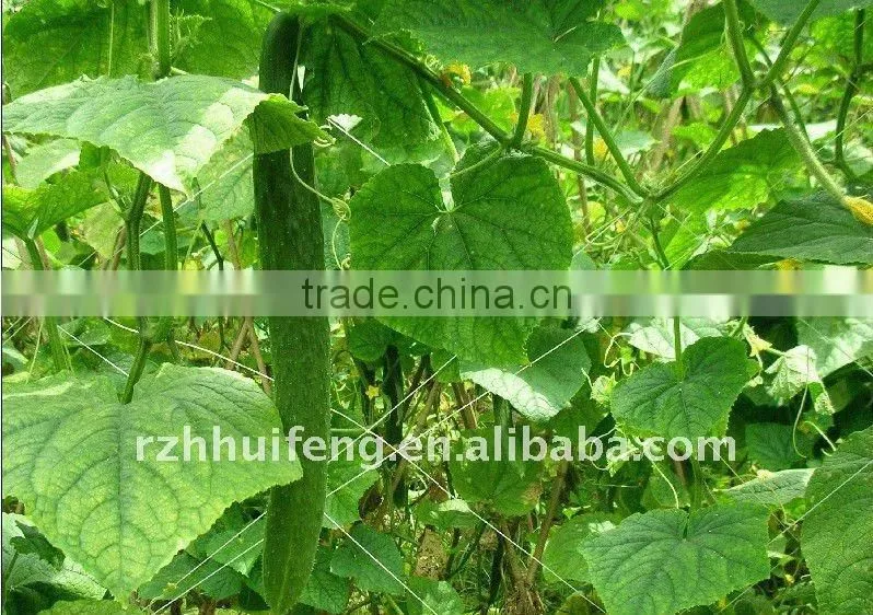 vegetable nets