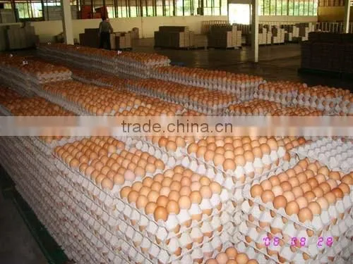 Large Capacity Egg Tray Machine with low cost in Qinyang City