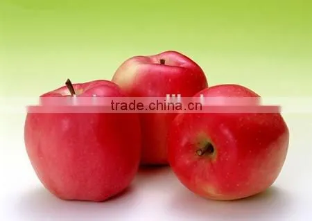 Top sale Stainless steel kiwi peeler for persimmon, apple, pear and different fruits