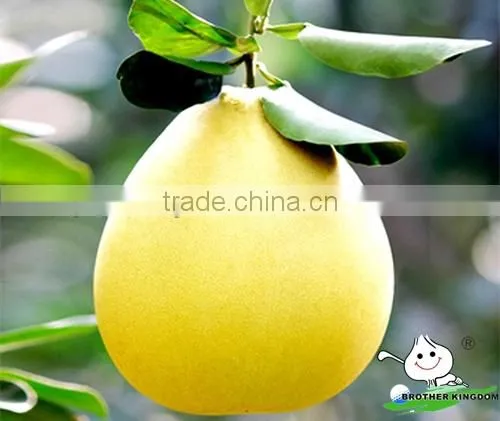 Golden honey pomelo