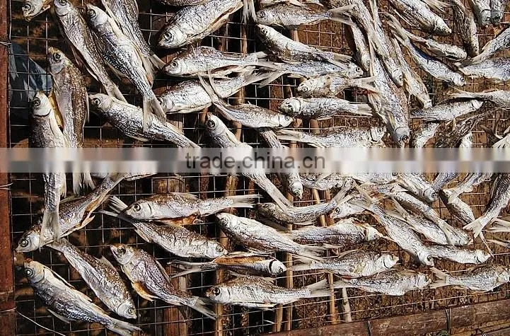 Tunnel sardine dryer/microwave dryer/fish drying machine