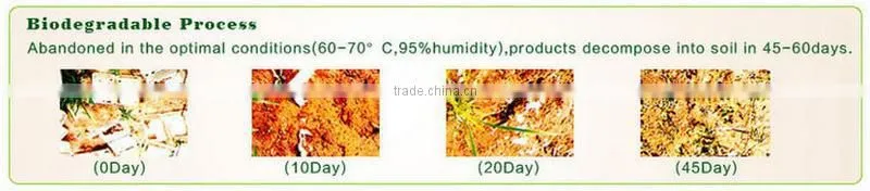 Biodegradable Unbleached Sugarcane Pulp Food Tray with 5 Compartments