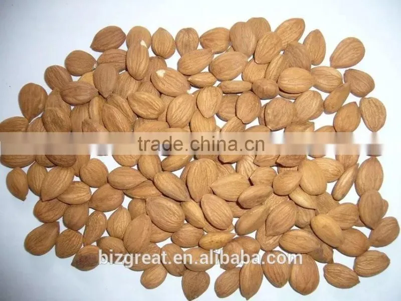 Supply with Chinese Bulk Sweet Apricot Kernels Youyi Type with good quality for Sales