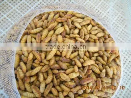 Frozen IQF silkworm