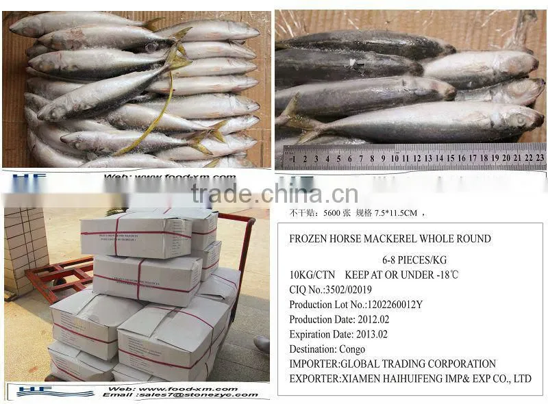 Exporting frozen horse mackerel fish