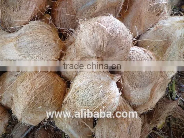 vietmam semi husk mature coconut, best quality, cheap price