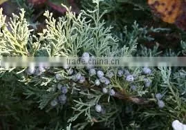 JUNIPERUS FLORAL WATER