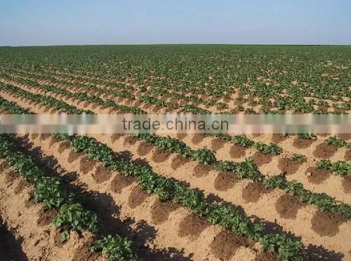 trickle irrigation lines
