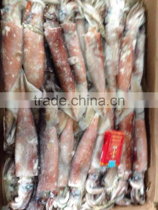 Whole Round Frozen Squid Todarodes Pacificus