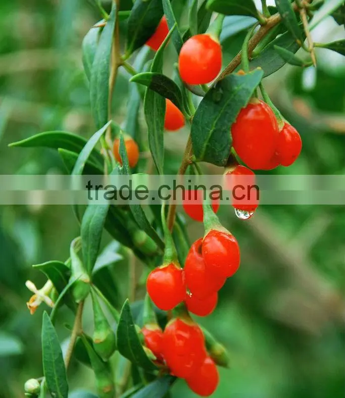 goji berry