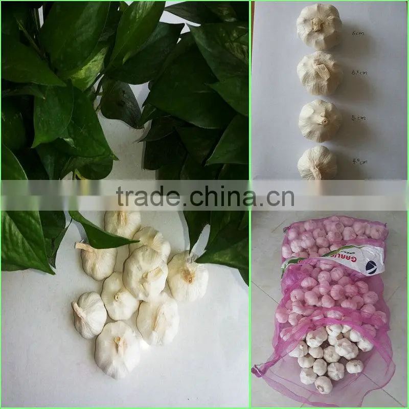 (A A A ) Pure white garlic/Fresh Garlic