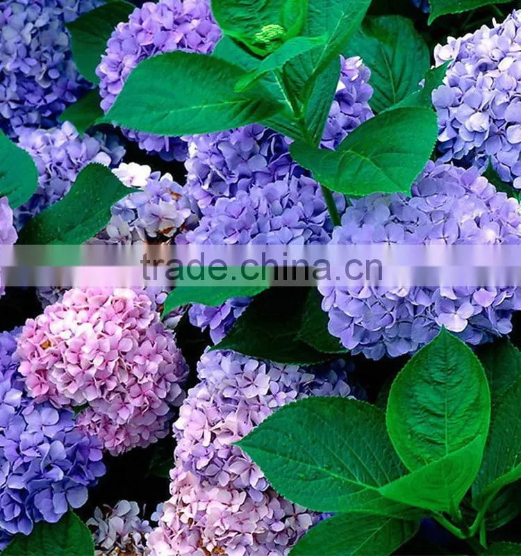 High grade Best-Selling hydrangea flowers for sale