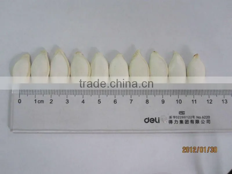 Chinese New Crop White Pumpkin Seeds 10cm,11cm,12cm,13cm