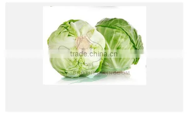Fresh green cabbage/Cabbage from China/New crop cabbage