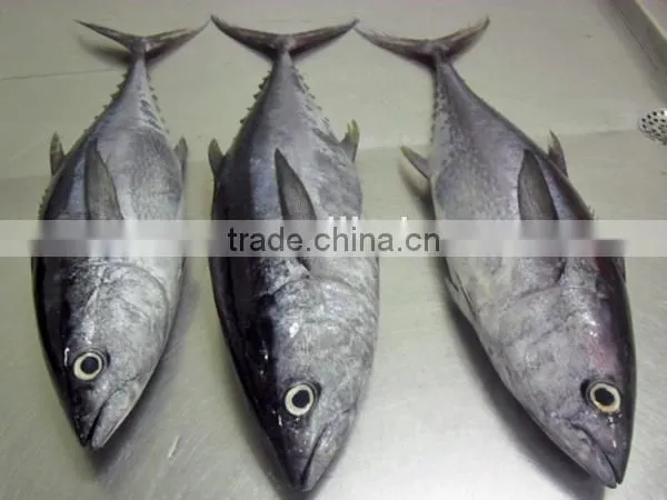 frozen big eye tuna fish export