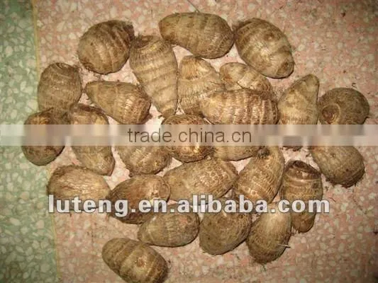 2015 New Season of Chinese Fresh Taro