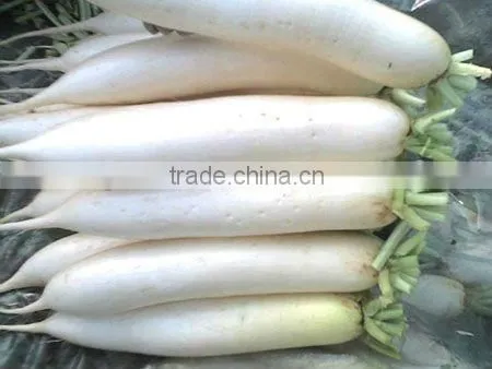 no soil white radish