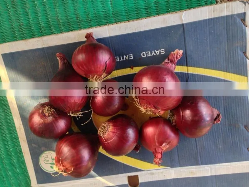 Red & Yellow egyptian onion