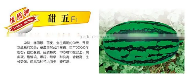 Hybrid F1 Sweet Red Watermelon Seeds For Sale-Sweentess Five F2
