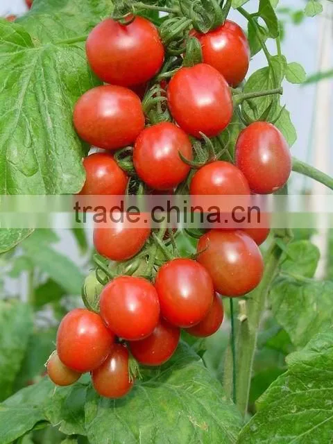 heinz ketchup bottle for African countries,jar glass