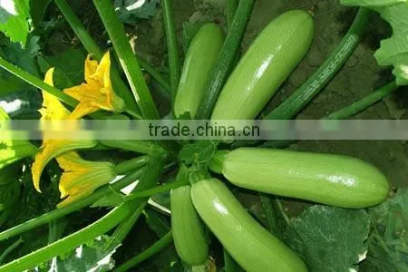 SQ03 Cuili excellent disease resistant f1 hybrid seeds of squash seeds
