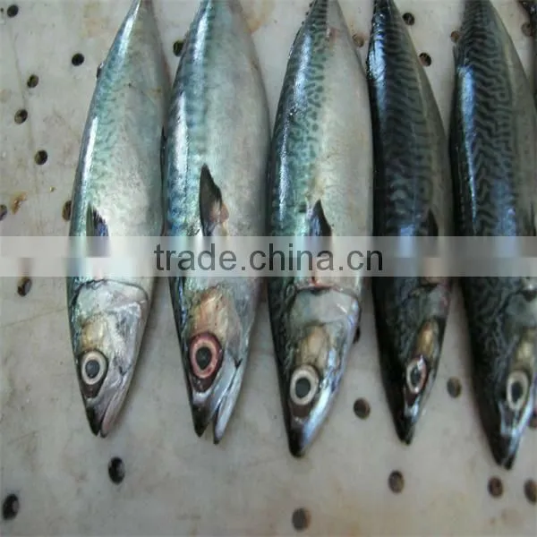 frozen fresh fish