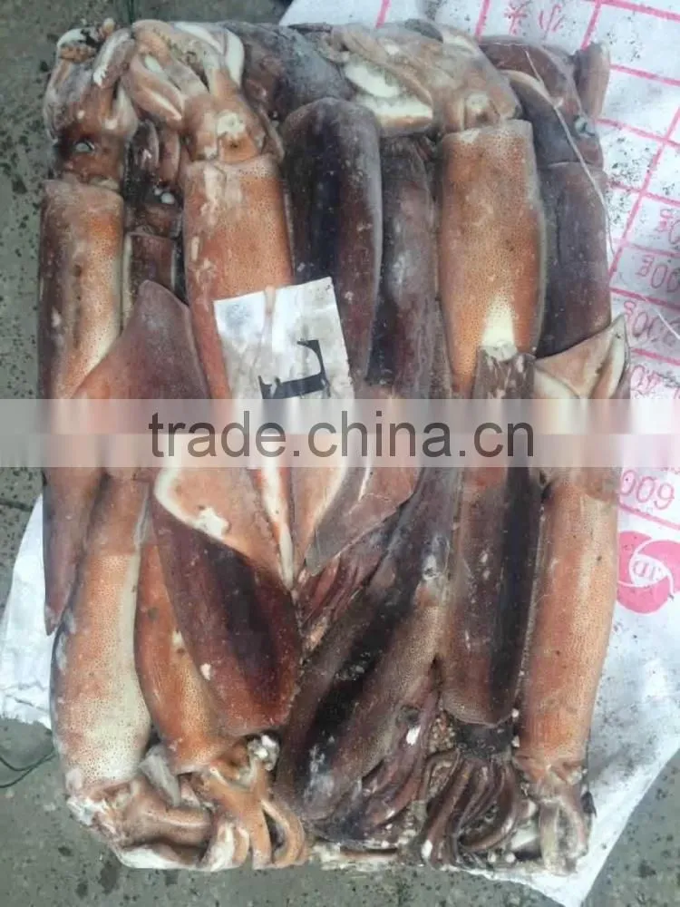 Whole round frozen squid argentina illex squid jigger catch wholesale