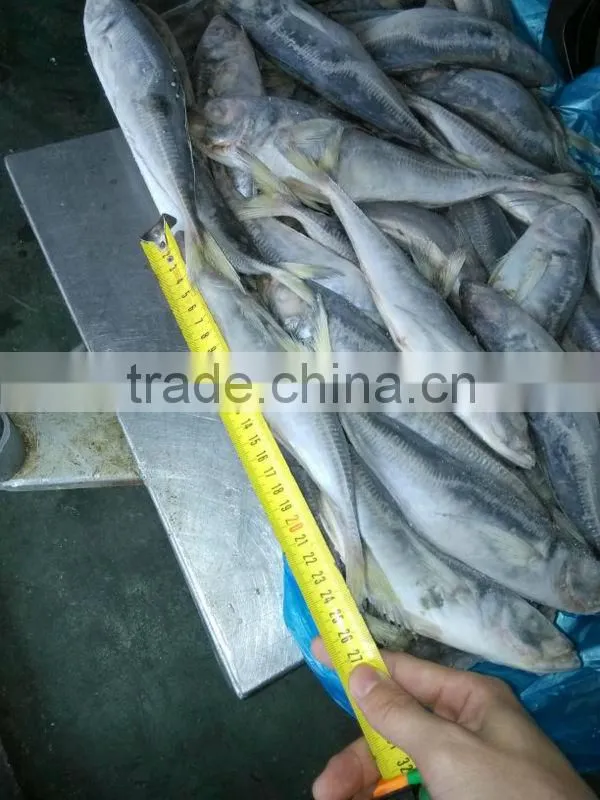 20cm up frozen horse mackerel 20+