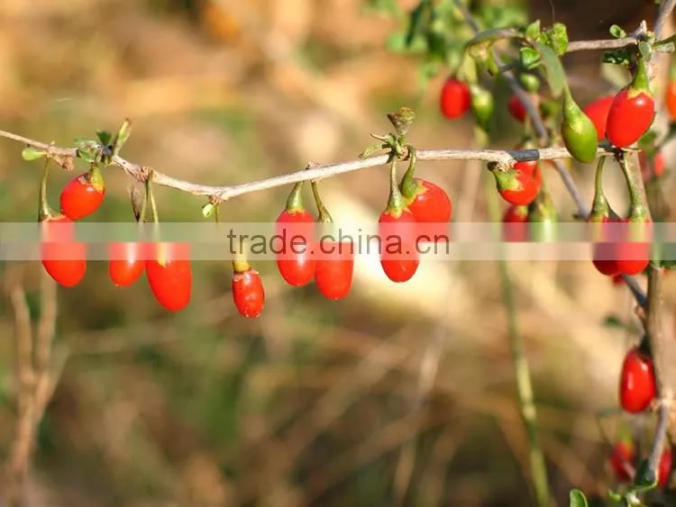 Manufacturer wholesales chinese wolfberry extract