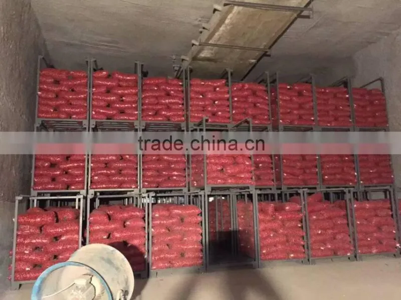2015 100% Fresh shallot onion in China
