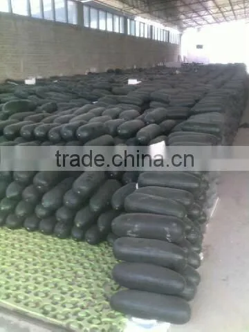 Winter melon