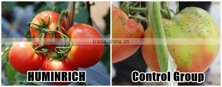 FAQ 19--Application Of Seaweed Extract Fertilizer On Vegetable
