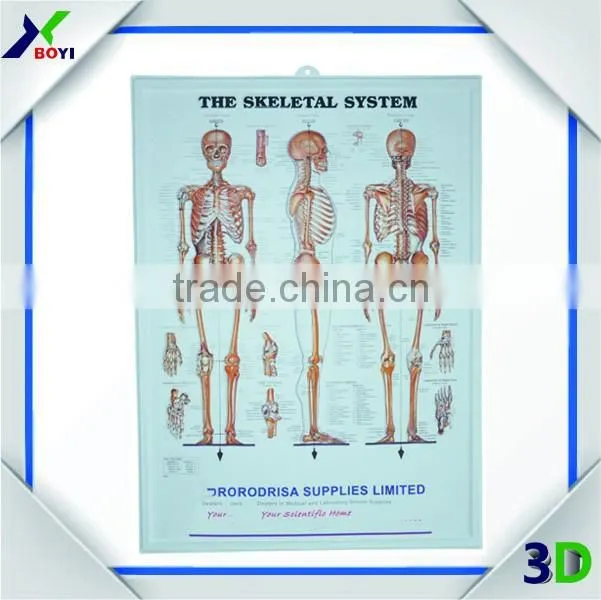 Human body anatomy 3d wall poster/embossed cubic medical poster
