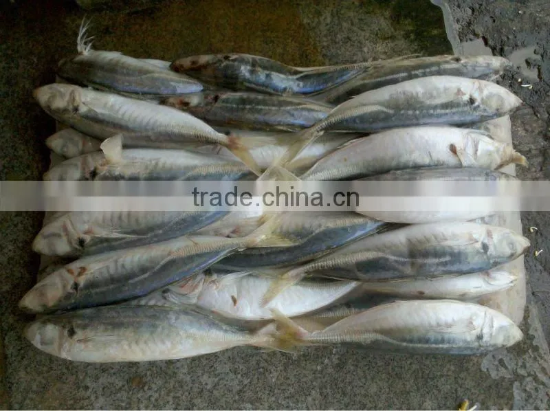 Frozen fish supplier at China