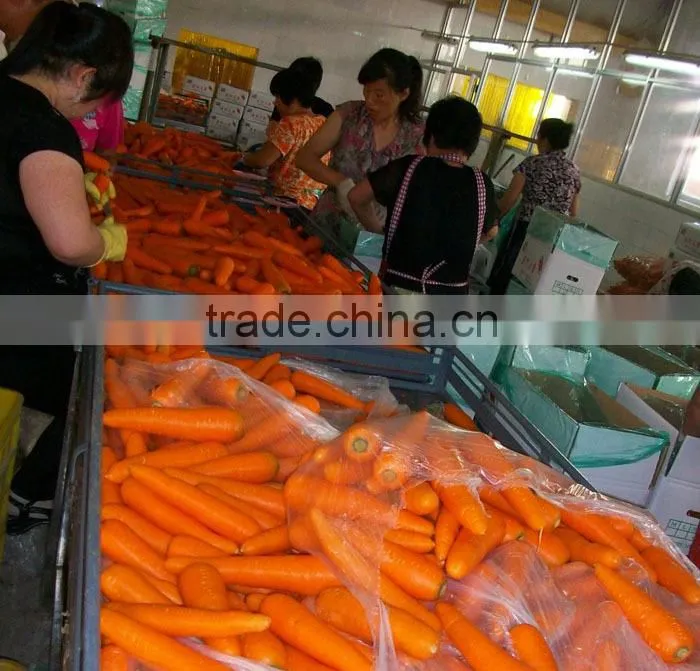 Chinese fresh carrot