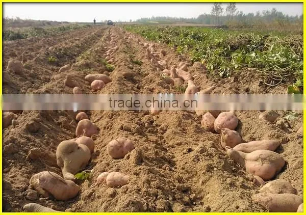 Widely welcomed peanut/potato/garlic/sweet potato harvesting machine(SMS:0086-15837162163)
