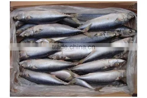 frozen spainish mackerel