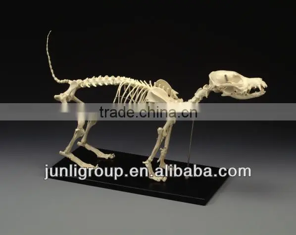 JLDF-G-0021 Customized Size Dog Skeleton For Sale
