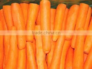 2013 Hot sale Chinese fresh red Carrot