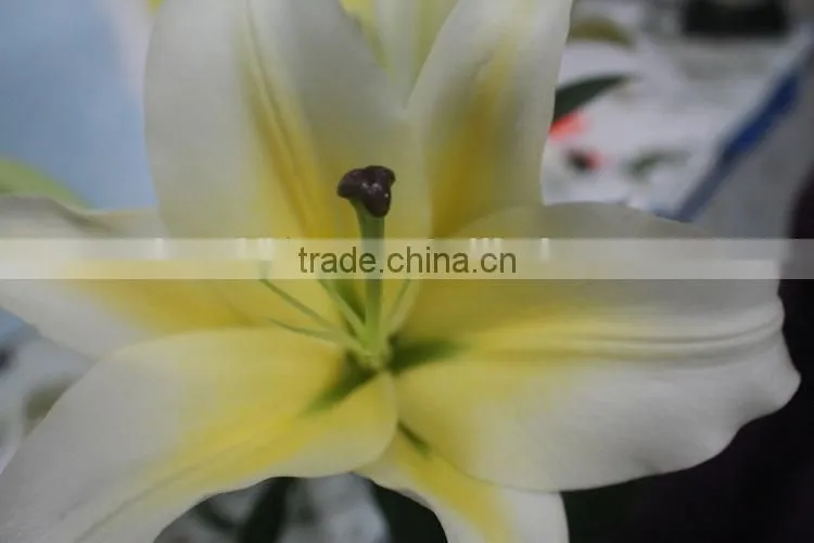 Fresh cut flowers lily flower