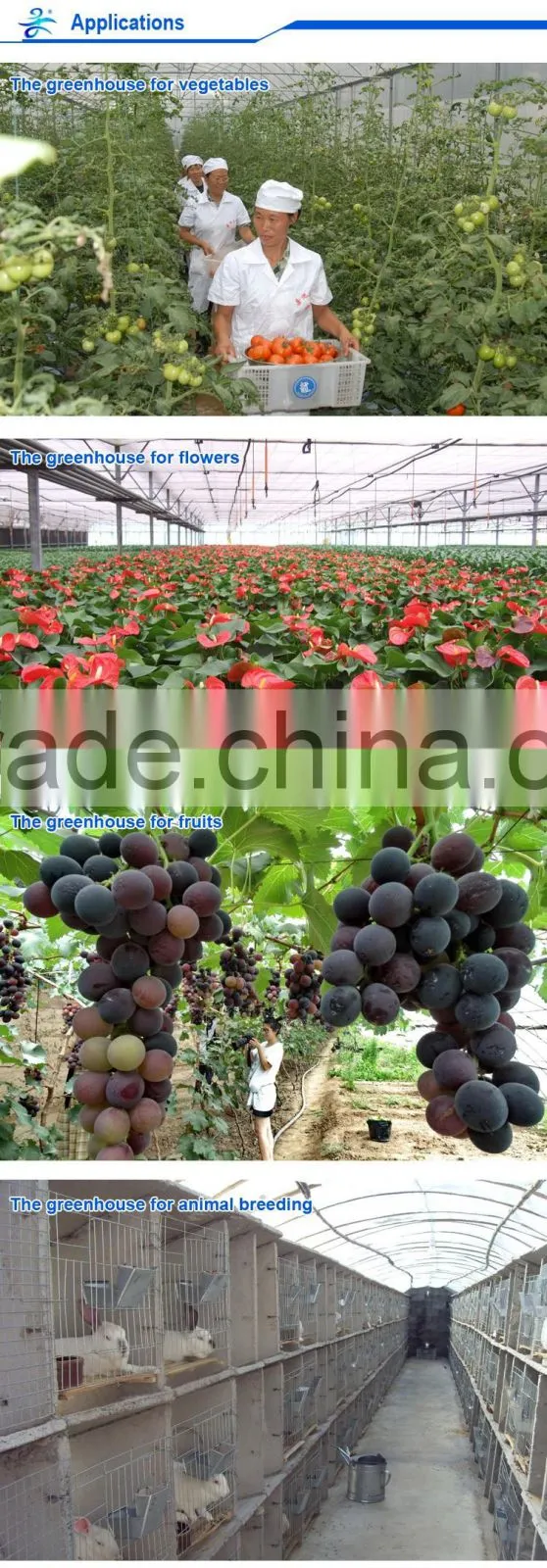 Horticultural Glass Greenhouse multi-span glass greenhouse
