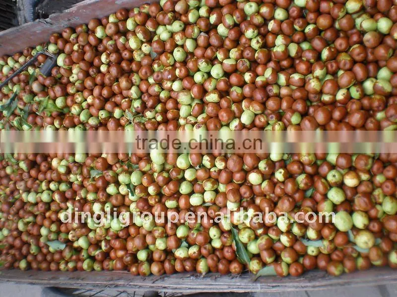 red jujube